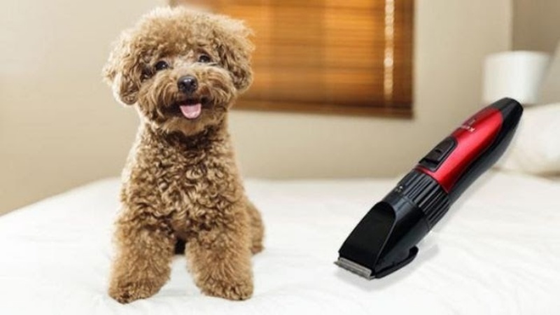 Sử dụng tông đơ chuyên dụng để tự cạo lông máu tại nhà