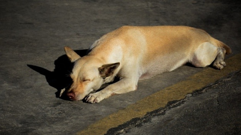 Bệnh tiêu chảy ở chó làm chúng mệt mỏi
