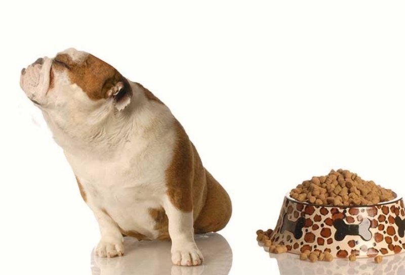 Cũng có thể chó của bạn đang không hài lòng với các thức ăn hiện tại