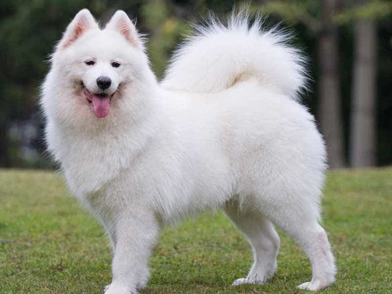 Giống chó Samoyed với màu trắng muốt siêu đáng yêu