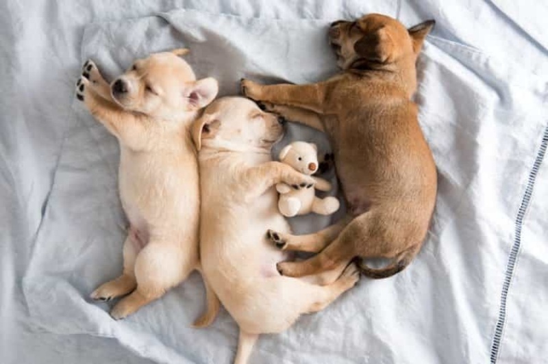 Chó con ngủ nhiều hơn chó trưởng thành