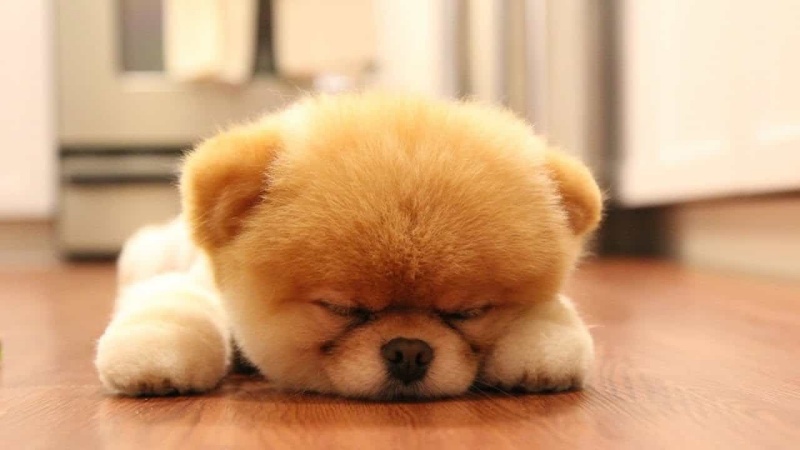 Cách giúp chó con có giấc ngủ ngon