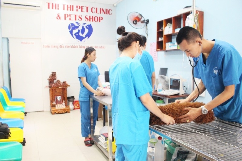 Nếu tìm phòng khám thú y gần đây uy tín hãy đến với Thi Thi