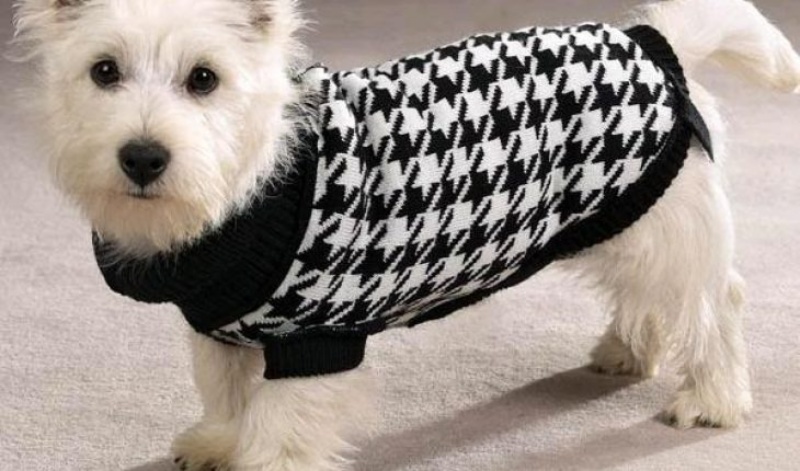 Mặc áo giữa ấm cho chó trong mùa đông