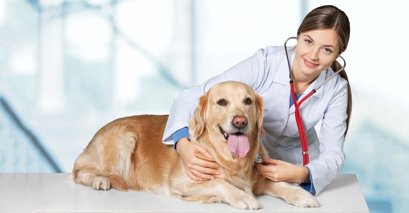 Các dịch vụ tại những phòng khám thú y quận 2