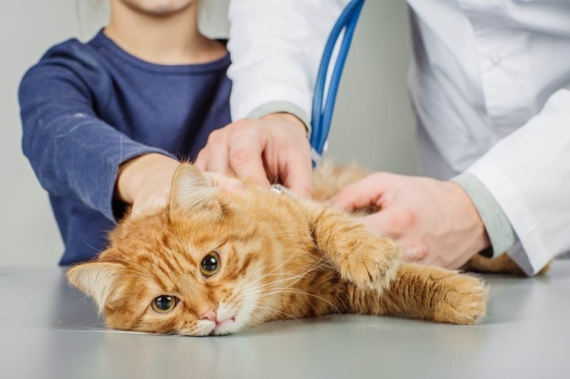 Những lưu ý không thể bỏ qua khi đưa chó mèo đến gặp bác sĩ thú y