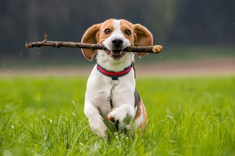 Chó Beagle là giống chó săn thỏ nổi tiếng trên thế giới