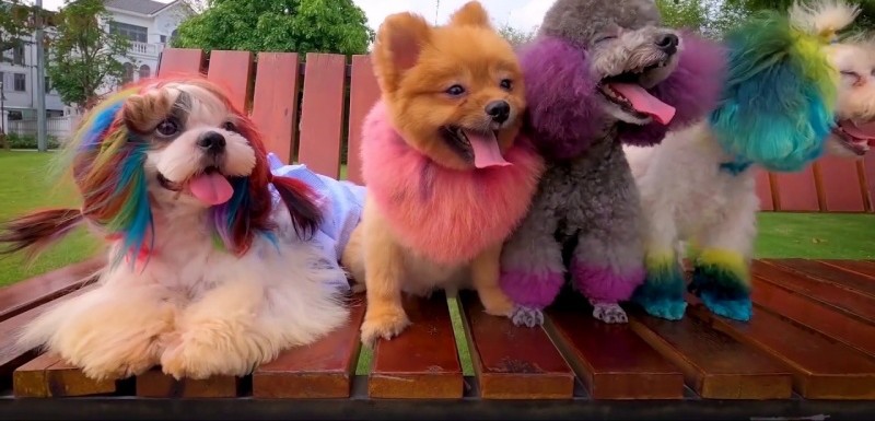 nhuom-long-cho-cho-va-nhung-dieu-can-luu-y