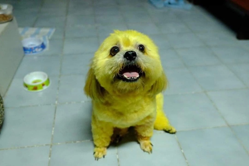 nhuom-long-cho-cho-va-nhung-dieu-can-luu-y