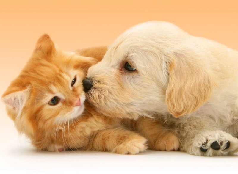 Ung thư ảnh hưởng rất nhiều đến chất lượng sống của thú cưng.