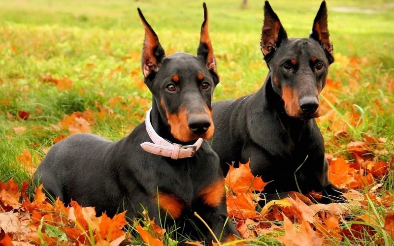 Doberman ngày nay là kết quả của một quá trình lai tạo và chọn lọc kỹ càng.