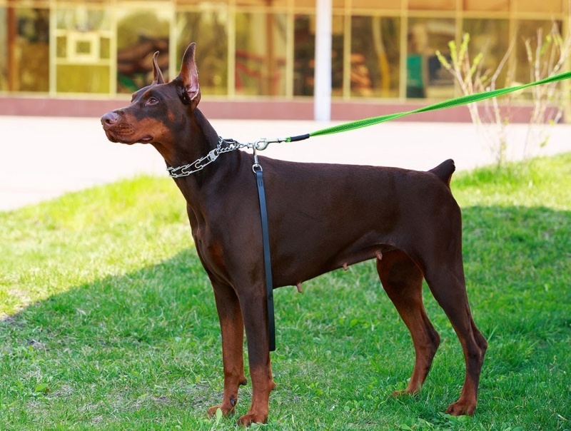 Chó Doberman có ngoại hình khỏe khoắn, mạnh mẽ.