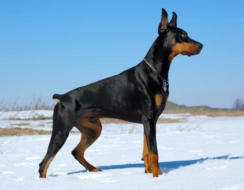 Doberman có thể hình lớn, hung dữ nhưng rất trung thành và thông minh.