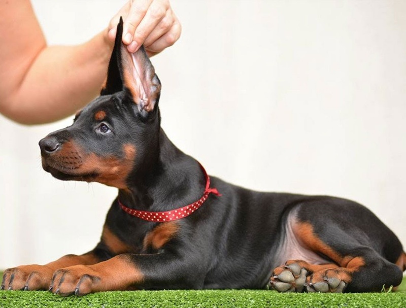 Một chú chó Dobie con trông rất đáng yêu