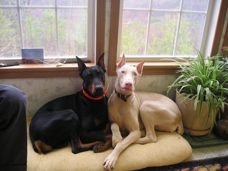 Tùy theo chó Doberman thuần chủng hay Doberman lai mà giá sẽ khác nhau.