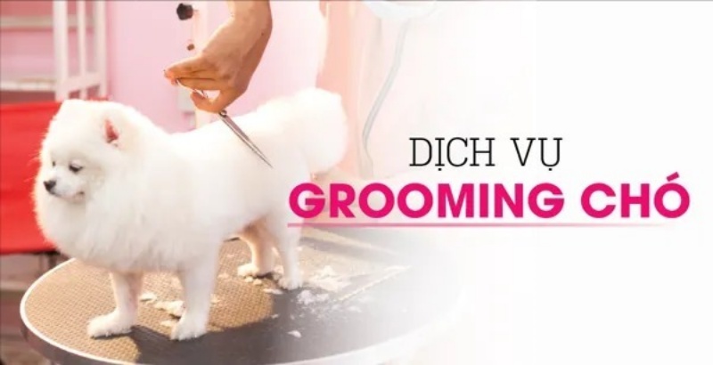 Dịch vụ Pet Grooming & spa tại phòng khám thú y Tân Bình