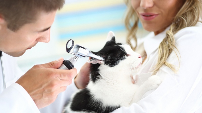 Thường xuyên vệ sinh tai mèo sẽ giúp ngăn ngừa bệnh rận tai.