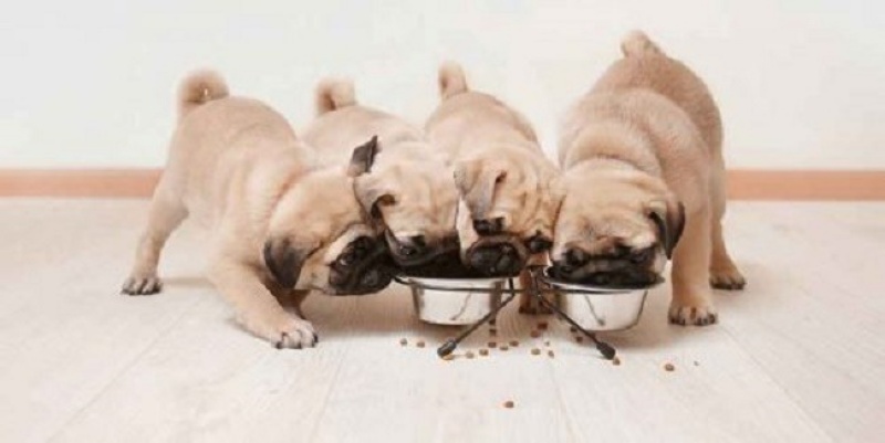 cho-an-qua-nhanh-co-tac-hai-gi-khong-va-lam-sao-de-giai-quyet-tinh-trang-nay-02