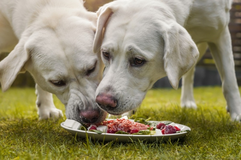 cho-an-qua-nhanh-co-tac-hai-gi-khong-va-lam-sao-de-giai-quyet-tinh-trang-nay-03