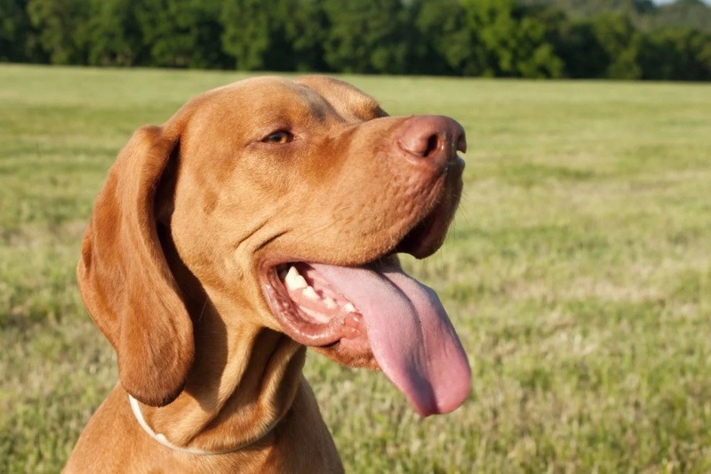 Làm sao để xác định chó đang gặp vấn đề về hô hấp? 
