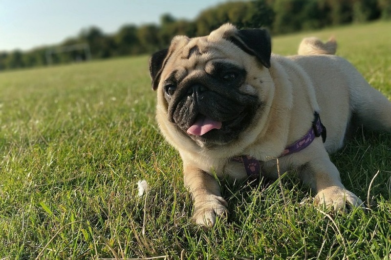 cho-bi-nhiem-giun-san-co-bieu-hien-gi-va-phuong-phap-dieu-tri-01