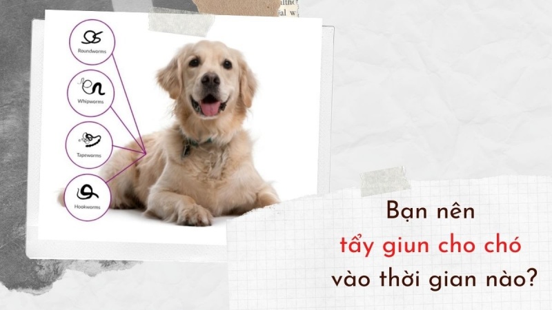 cho-bi-nhiem-giun-san-co-bieu-hien-gi-va-phuong-phap-dieu-tri-03