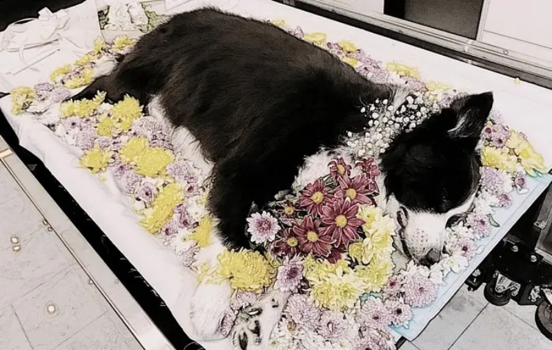 Những điều cần biết về dịch vụ hỏa thiêu chó mèo.