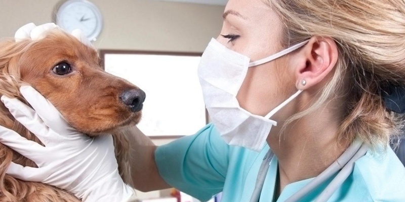 Cần chăm sóc chó cẩn thận khi chúng bị viêm mũi để chó có một sức khoẻ tốt nhất