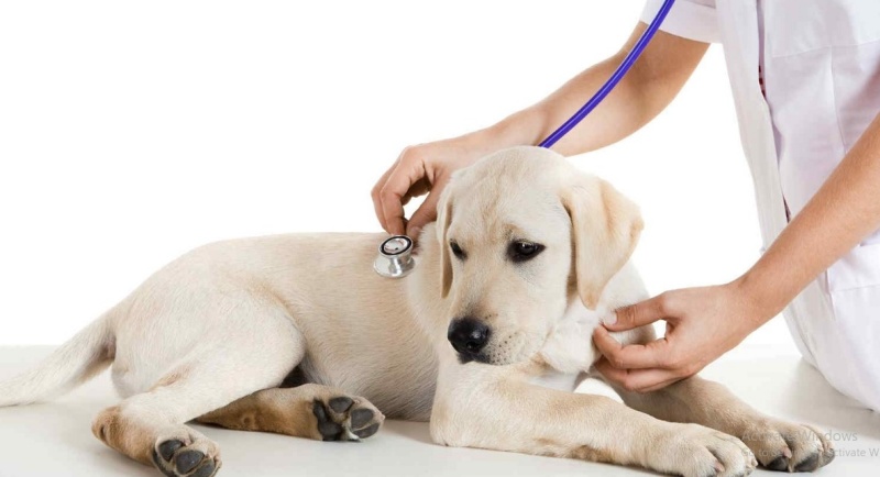 Đưa ngay chó cưng đến bác sĩ thú y khi chó bị ngộ độc thức ăn