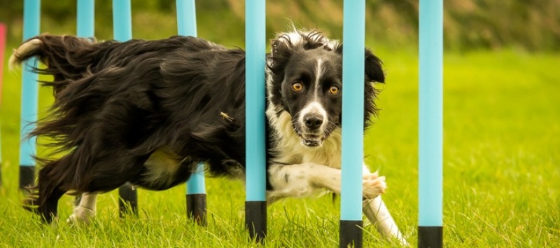 nhung-dieu-ban-can-biet-khi-huan-luyen-cho-chay-hinh-zic-zac-02