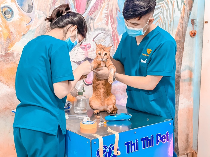 Thi Thi Pet clinic có phối giống mèo cho rất nhiều loại thuộc các dòng thuần chủng