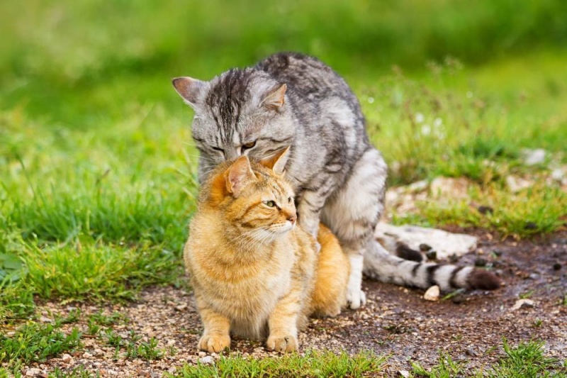 Định nghĩa về phối giống mèo