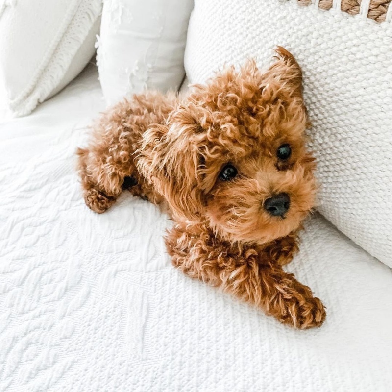 thuc-su-thi-co-bao-nhieu-giong-cho-poodle