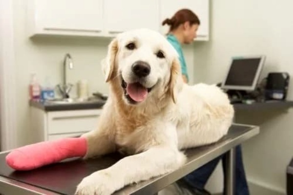 Phải làm gì khi chú chó yêu của bạn bị gãy chân?