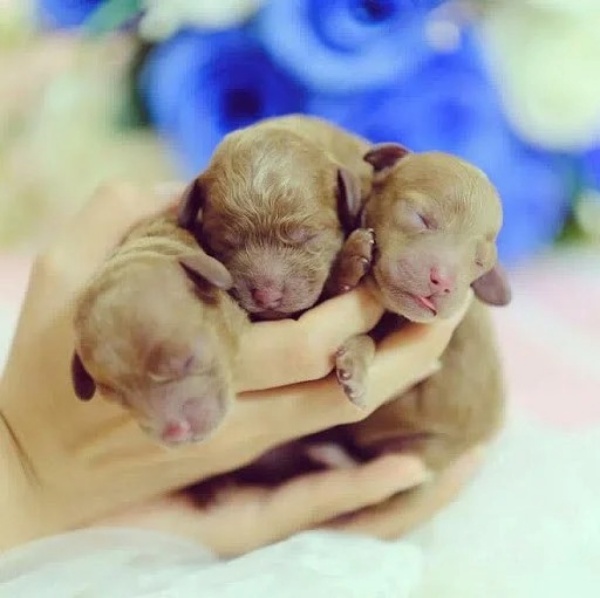 Lựa chọn phối giống chó tại phòng khám thú y Thi Thi