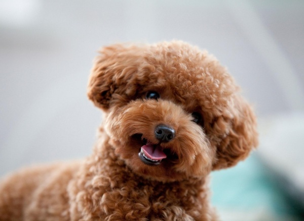 5-ly-do-tai-sao-poodles-la-giong-cho-tot-nhat
