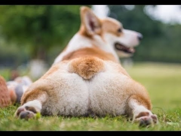 5-ly-do-vi-sao-cho-corgi-tro-thanh-top-thu-cung