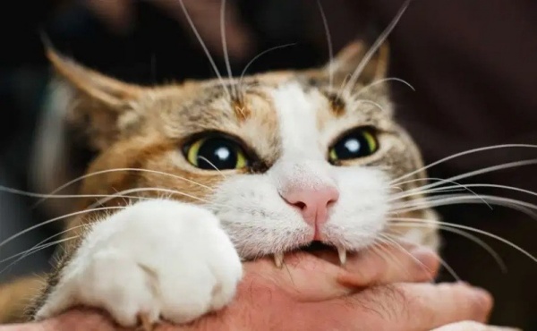 5-ly-do-vi-sao-meo-can-ban