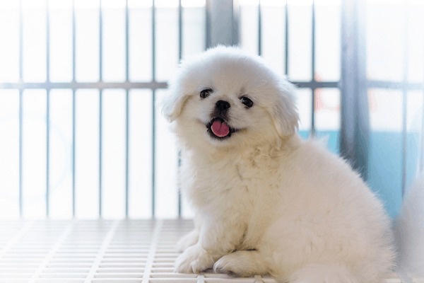 Bên cạnh dòng thuần chủng thì chó Bắc Kinh lai Nhật cũng được ưa chuộng không kém