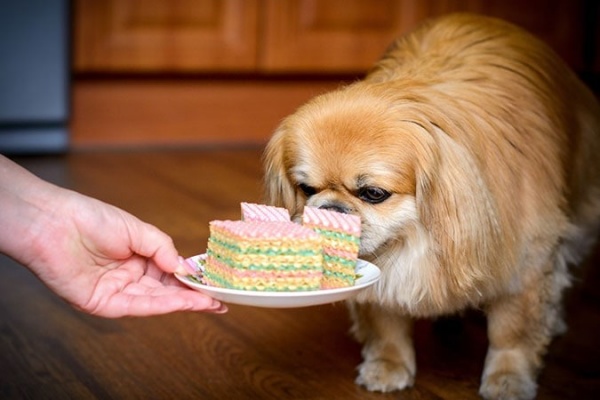 Cần đưa ra chế độ ăn uống hợp lý để giúp chó Bắc Kinh phát triển tốt và kiểm soát được cân nặng.