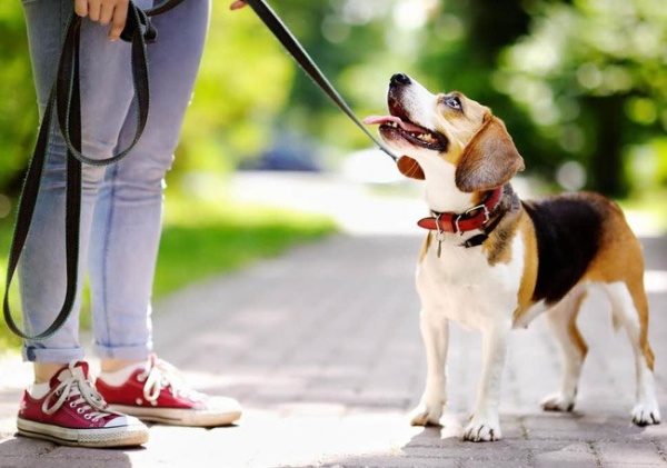 Cần lưu ý điều gì khi dắt chó đi dạo? - Bệnh viện Thú Y Thi Thi TP HCM