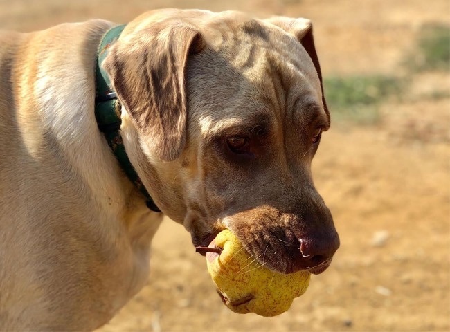 Bạn nên cắt lê thành những miếng nhỏ để tránh chó bị nghẹn khi ăn.
