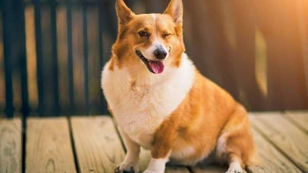 diem-danh-mot-so-benh-thuong-gap-o-cho-corgi