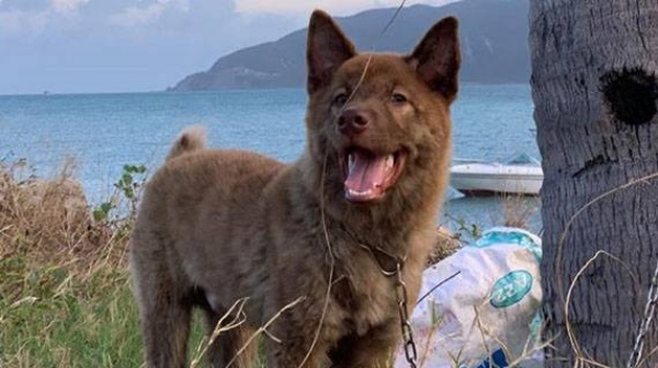 Chó H’mông cộc thuần chủng có kích thước cơ thể trung bình.