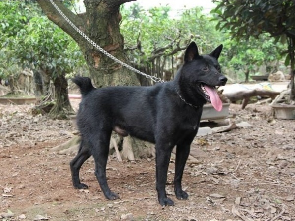 kinh-nghiem-mua-cho-mong-coc-tu-dai-quoc-khuyen-3