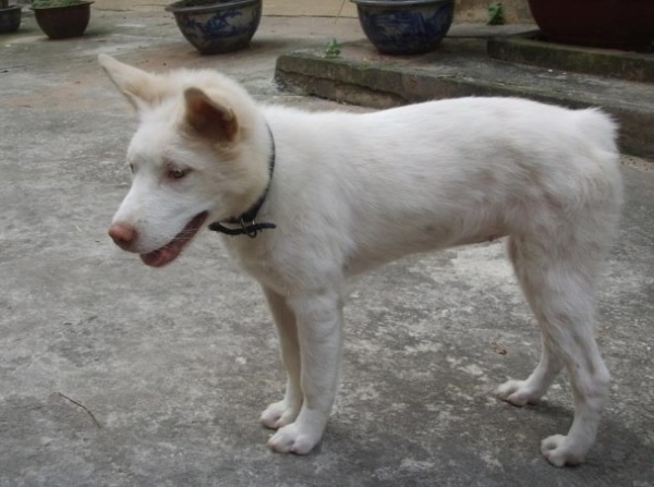 kinh-nghiem-mua-cho-mong-coc-tu-dai-quoc-khuyen