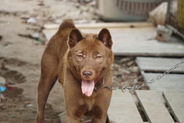 Chó H’mông cộc thuần chủng có kích thước cơ thể trung bình.