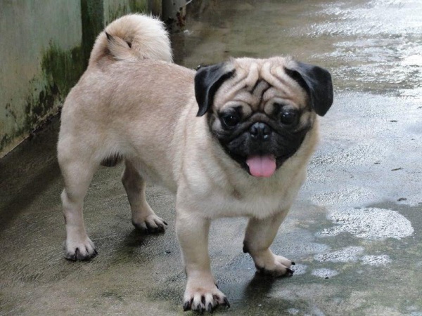 Kinh nghiệm nuôi chó Pug trắng - Bệnh viện Thú Y Thi Thi TP HCM