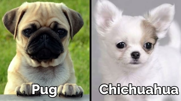 top-6-giong-cho-pug-lai-don-tim-cac-con-sen