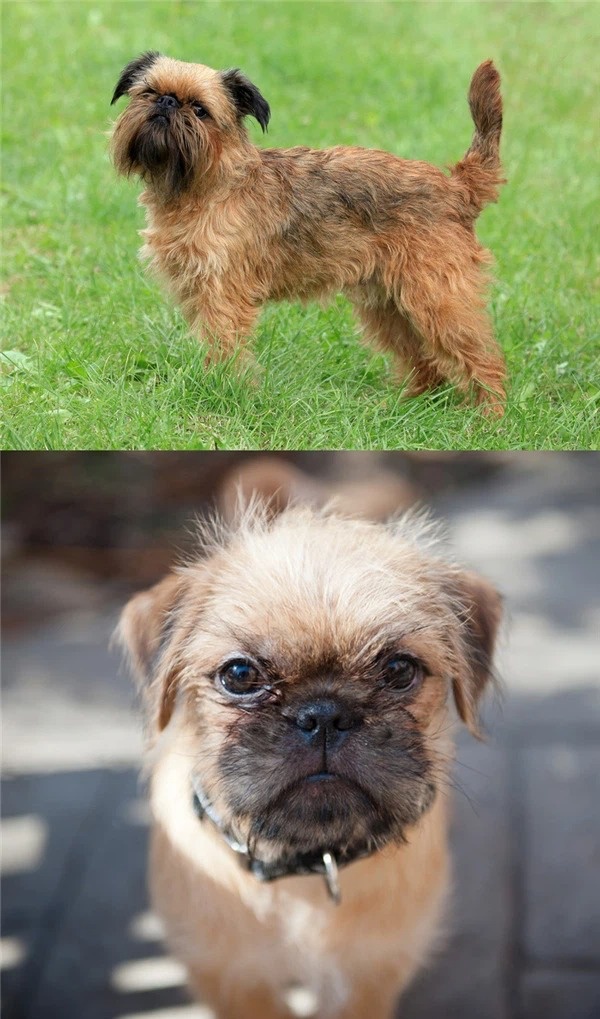 top-6-giong-cho-pug-lai-don-tim-cac-con-sen